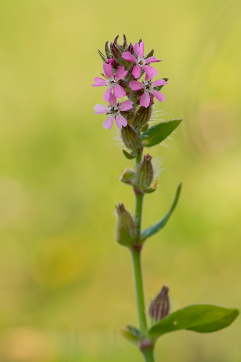 Silene gallica